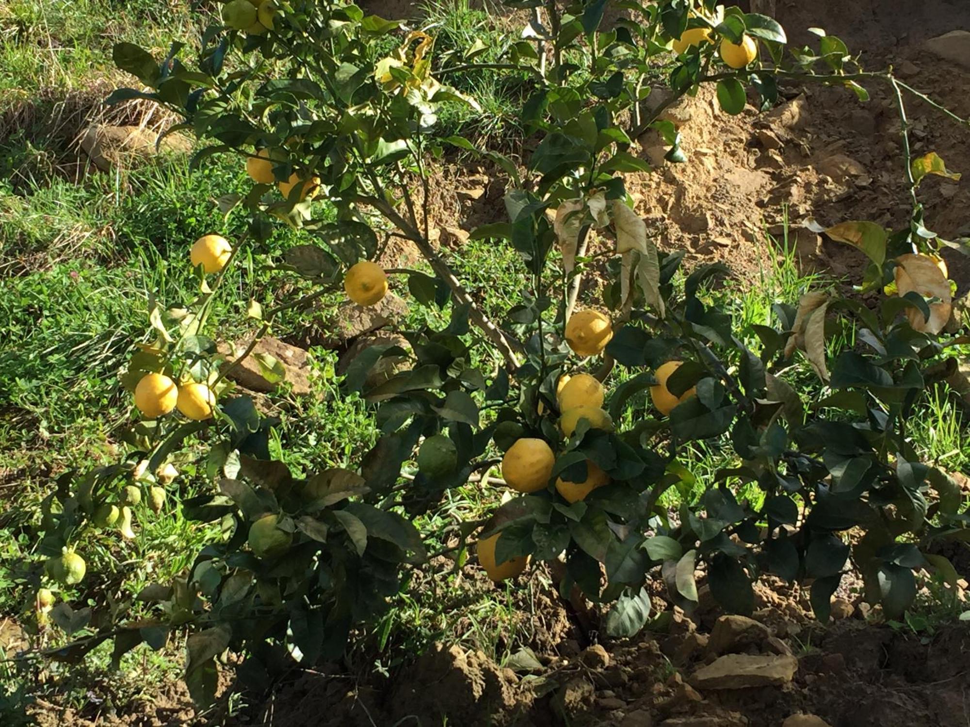 Agroturismo Itxaspe Casa rural Orio
